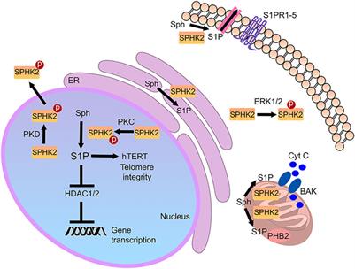 The Functional Role of Sphingosine Kinase 2